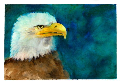 Aquarell Adler von Doris Krüger