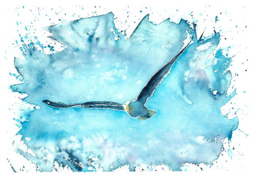 Aquarell Möwe von Doris Krüger