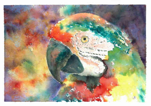 Aquarell Papagei von Doris Krüger